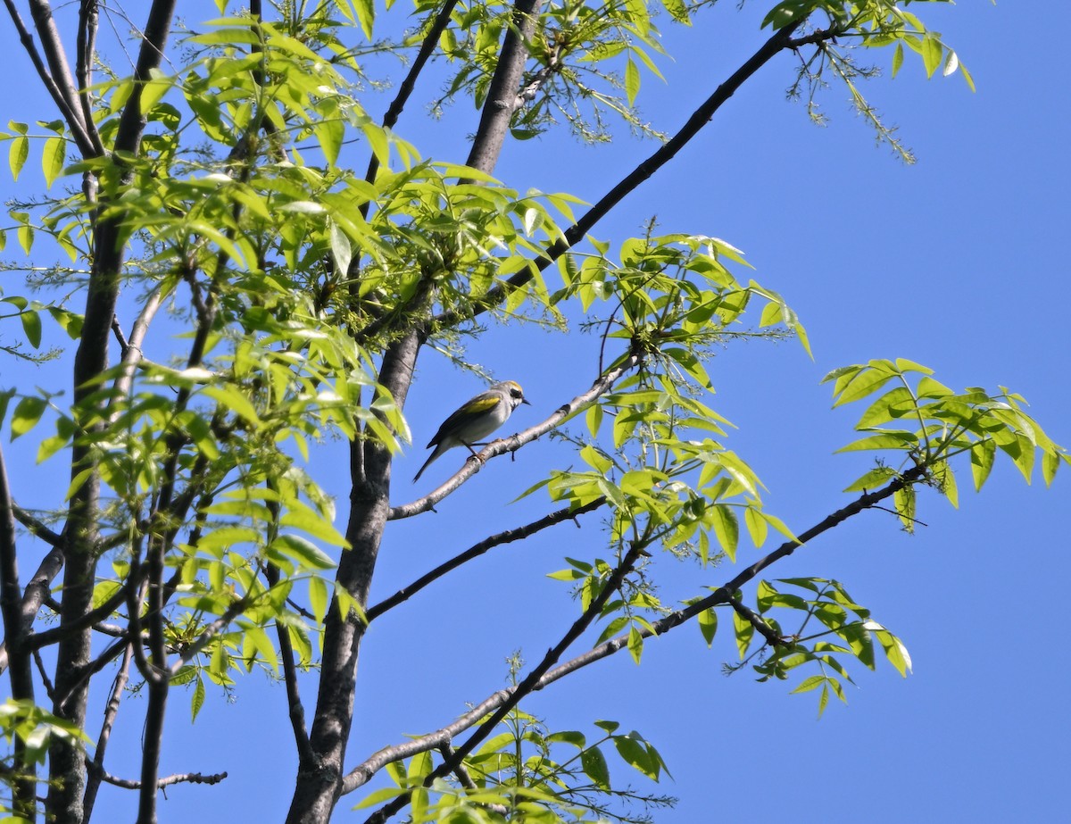 Golden-winged Warbler - Louis Lemay