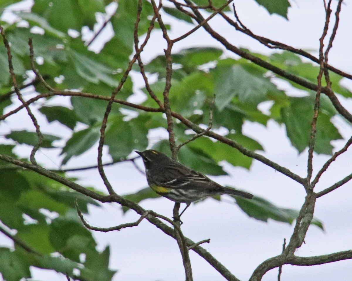 Yellow-rumped Warbler - Tom Nolan