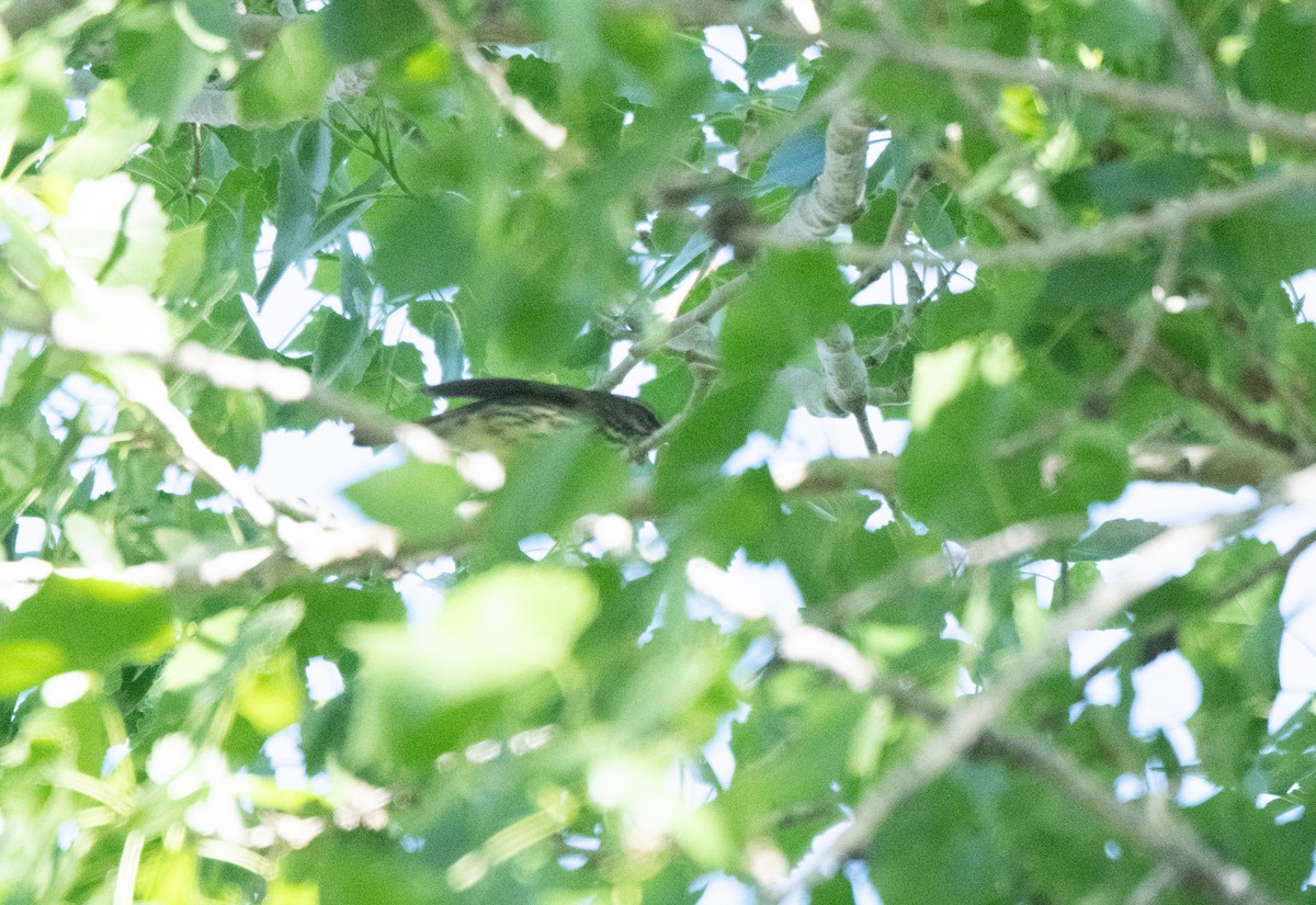 Northern Waterthrush - Esther Sumner