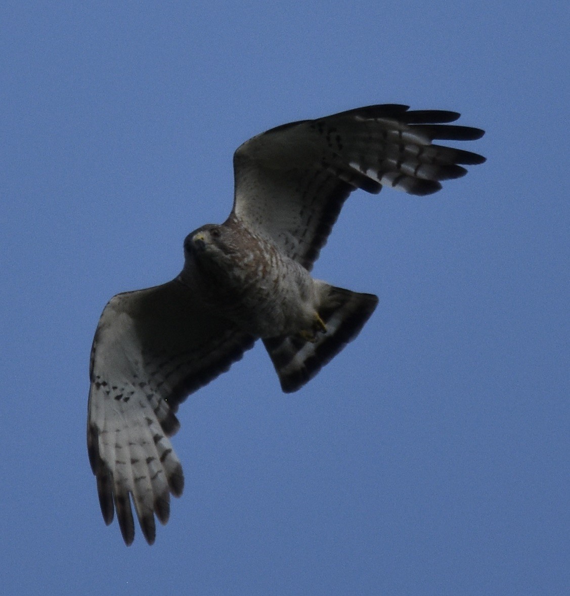 Broad-winged Hawk - Juniper F