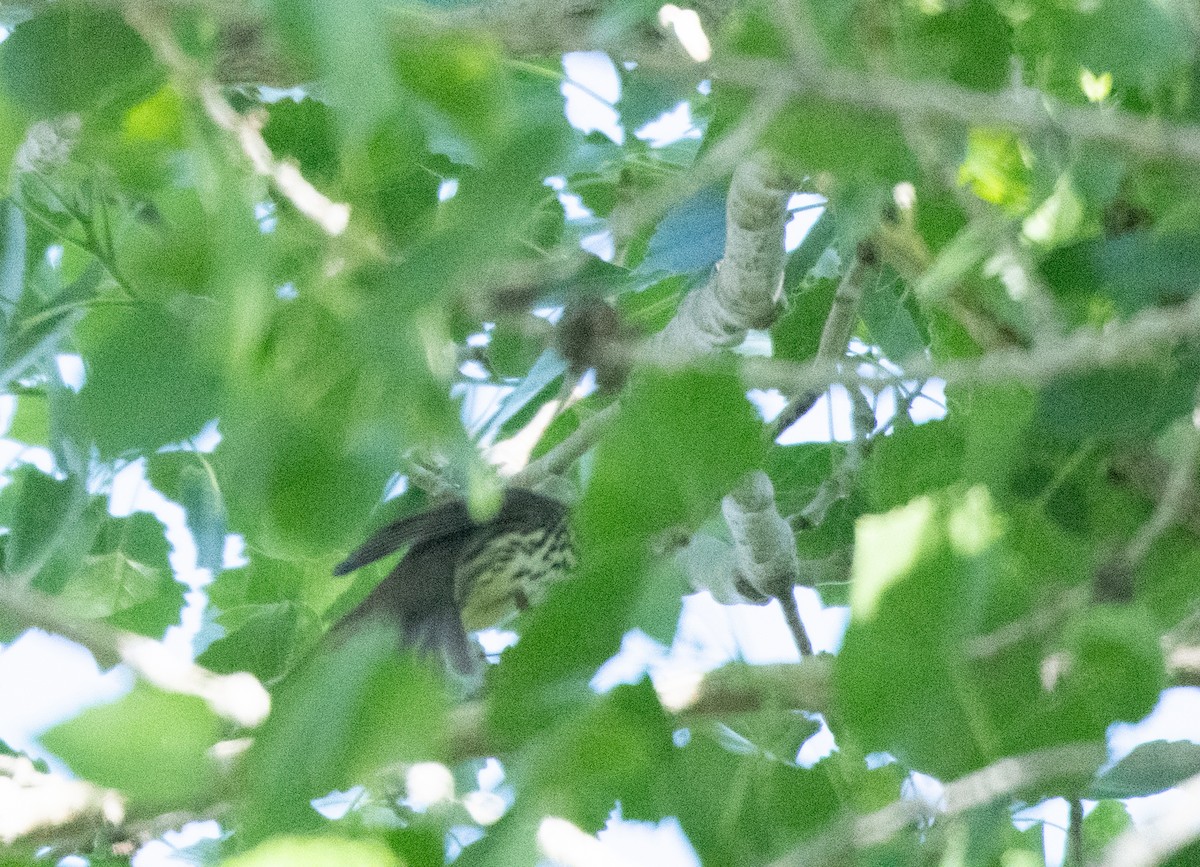 Northern Waterthrush - Esther Sumner