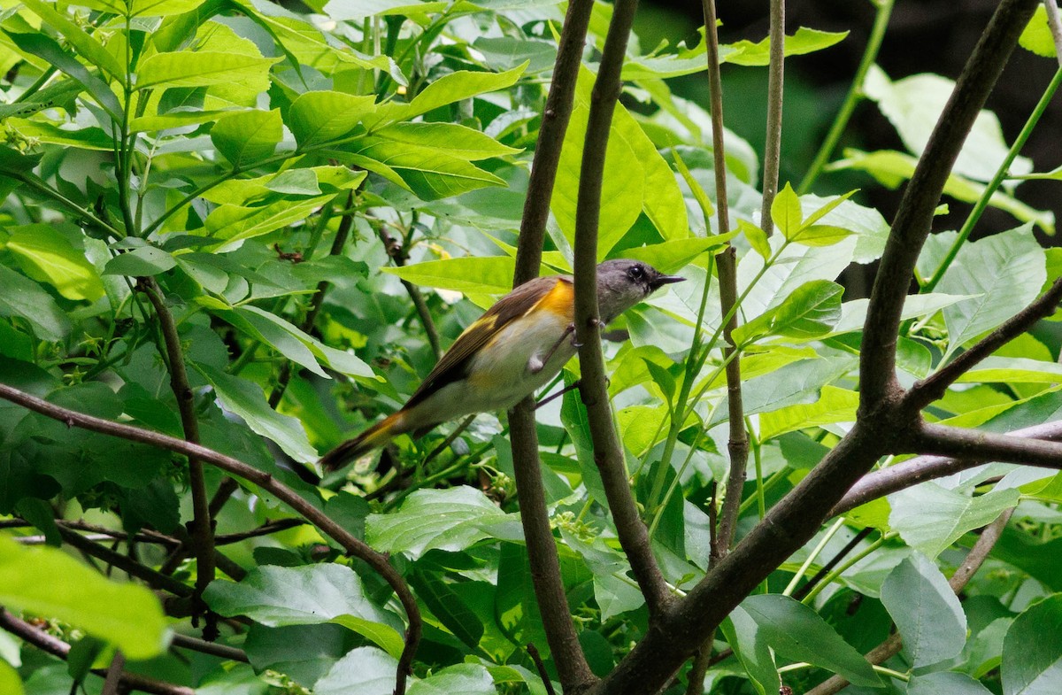 American Redstart - ML619248332