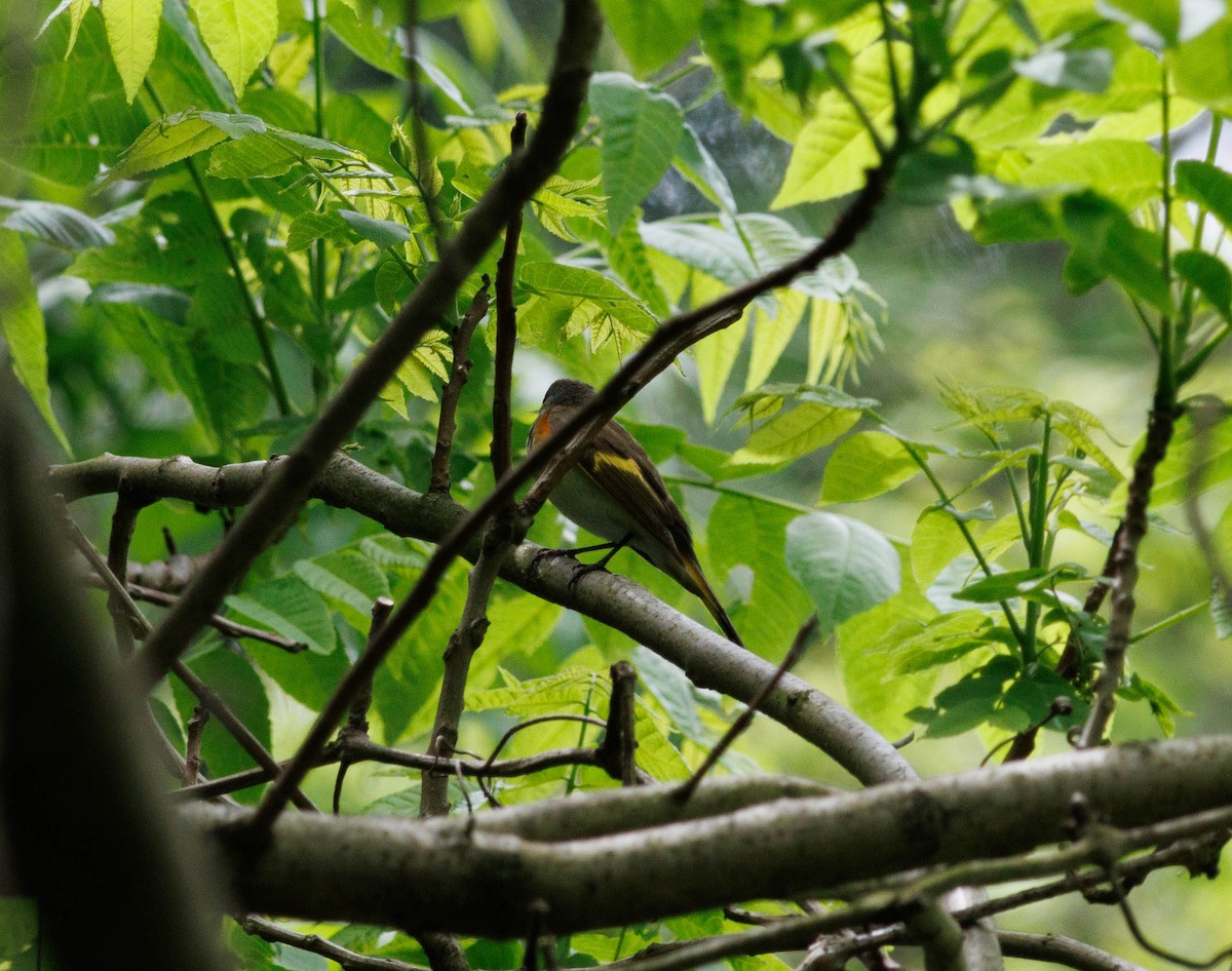 American Redstart - Michael Muchmore