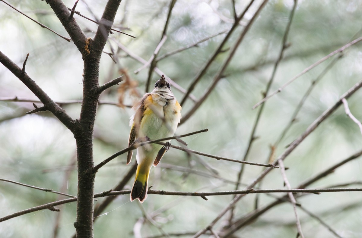 American Redstart - ML619248334