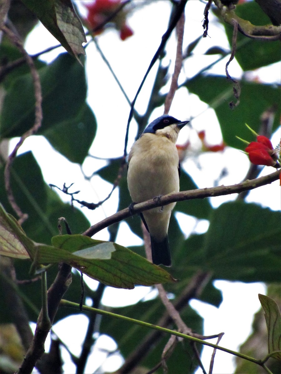 Fawn-breasted Tanager - ML619248335