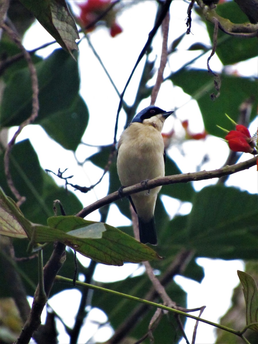 Fawn-breasted Tanager - Luis Moreno