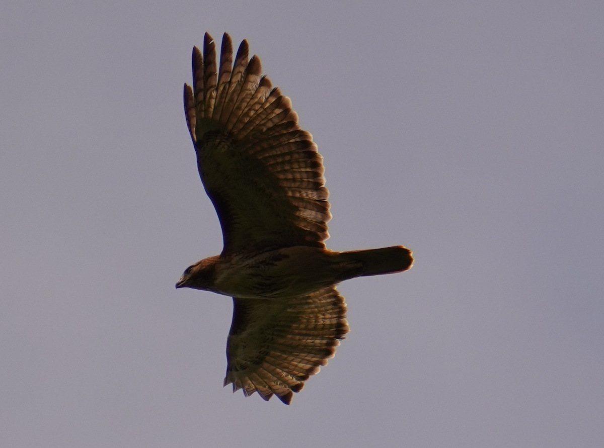 Red-tailed Hawk - ML619248349