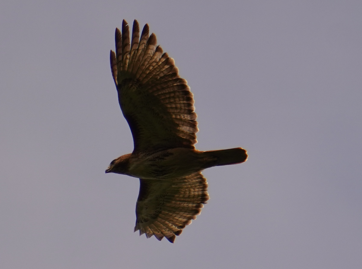 Red-tailed Hawk - Aaron T