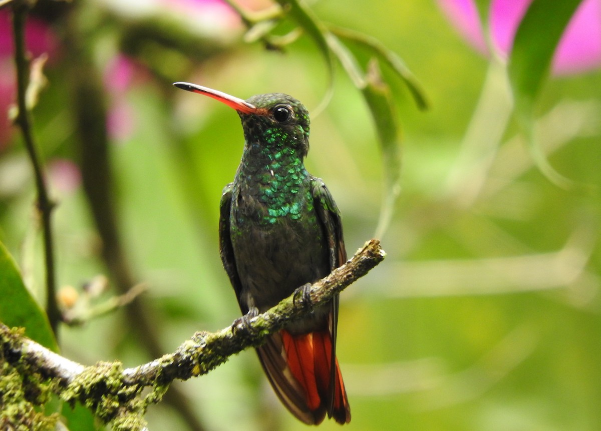 Rufous-tailed Hummingbird - Julio P