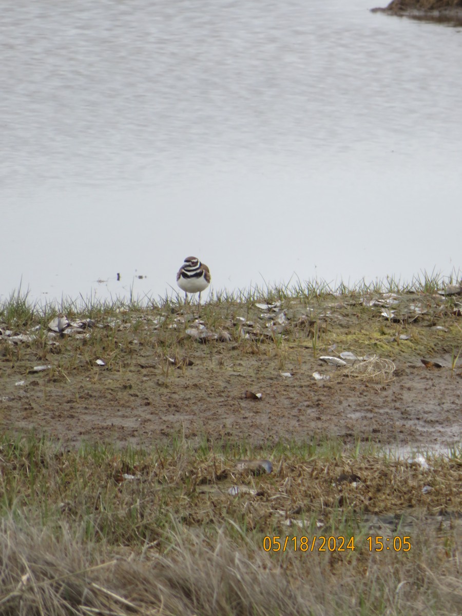 Killdeer - Carina Sa