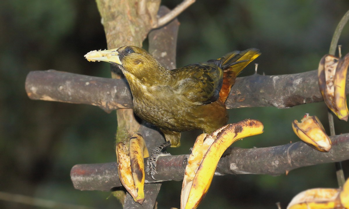 Dusky-green Oropendola - Adrián Braidotti