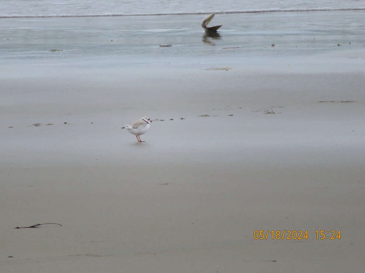 Piping Plover - Carina Sa