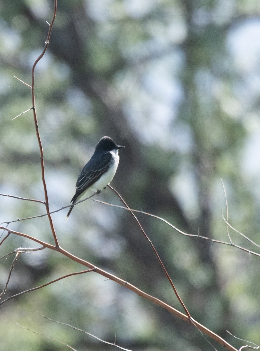 Eastern Kingbird - Esther Sumner