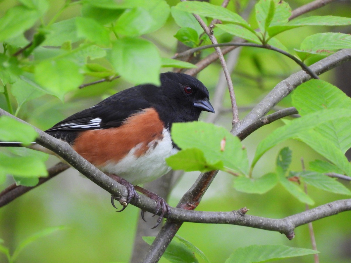 Eastern Towhee - Cory Elowe