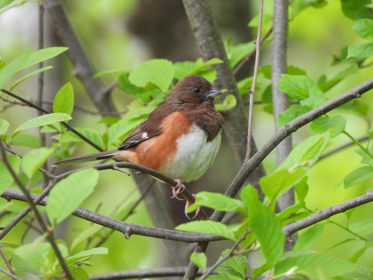 Eastern Towhee - Cory Elowe