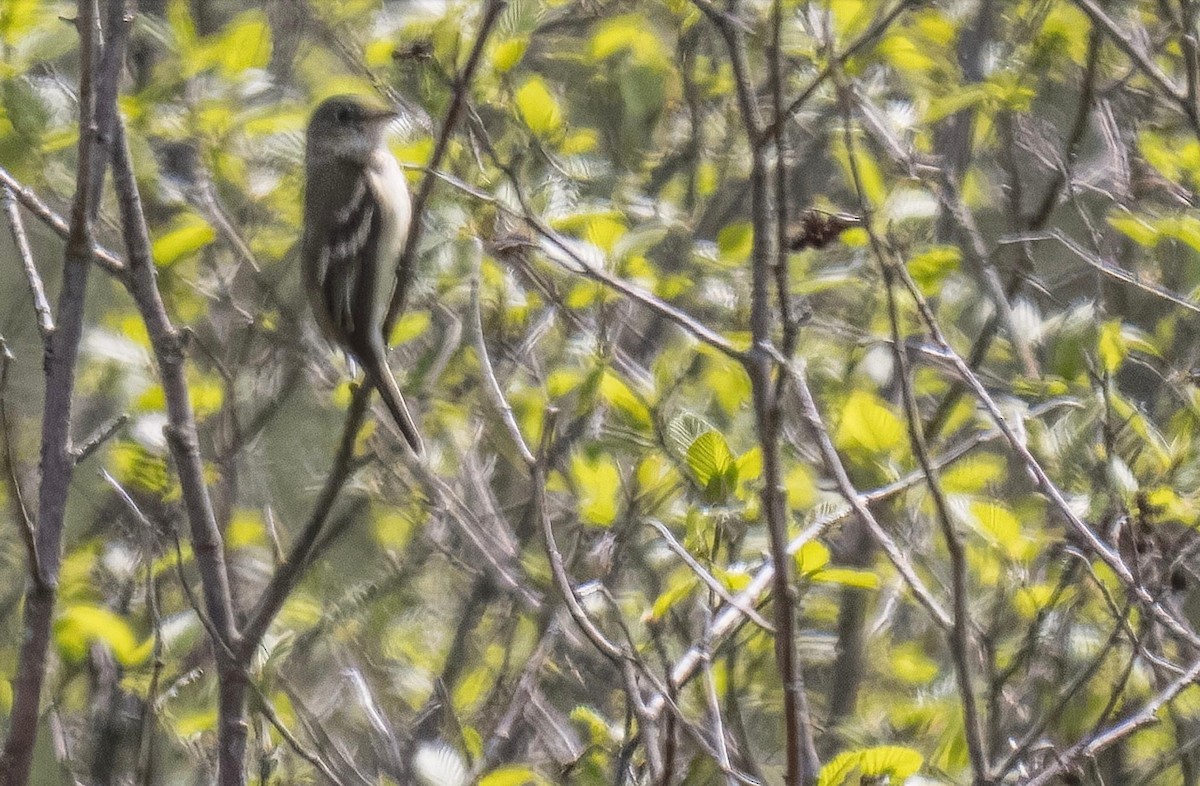 Alder Flycatcher - Cynthia McAllister