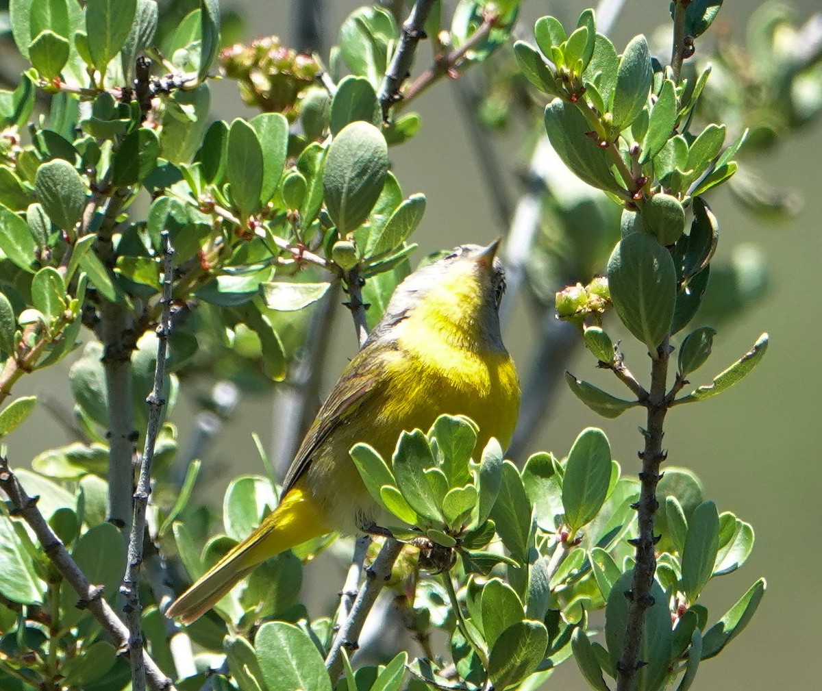 Nashville Warbler - Jaedon Tembrevilla