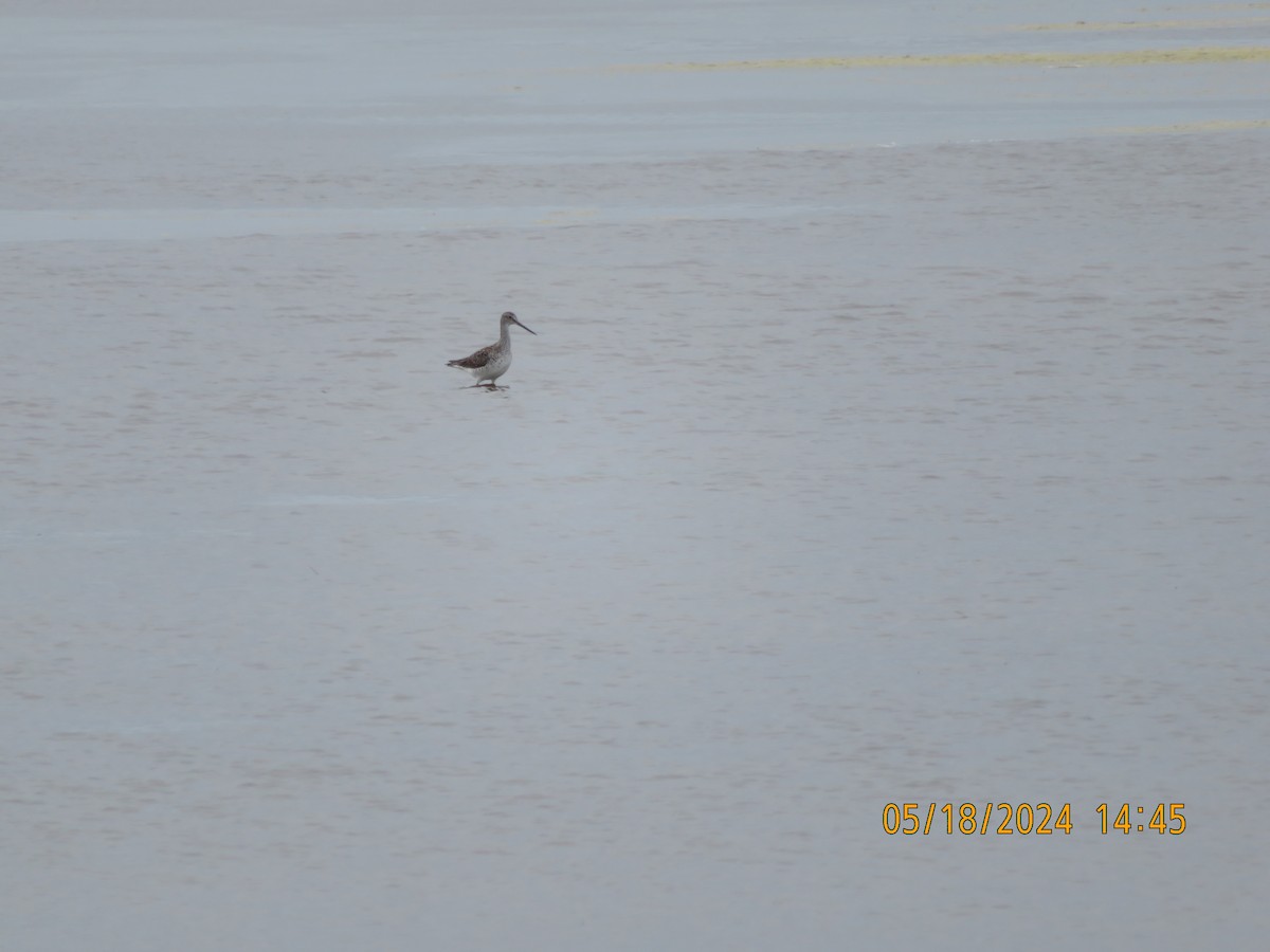 Greater Yellowlegs - Carina Sa