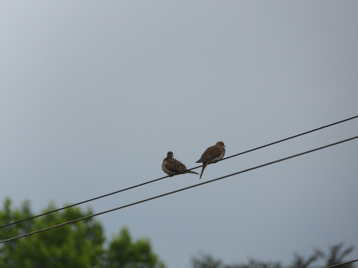 Mourning Dove - David Gravermoen