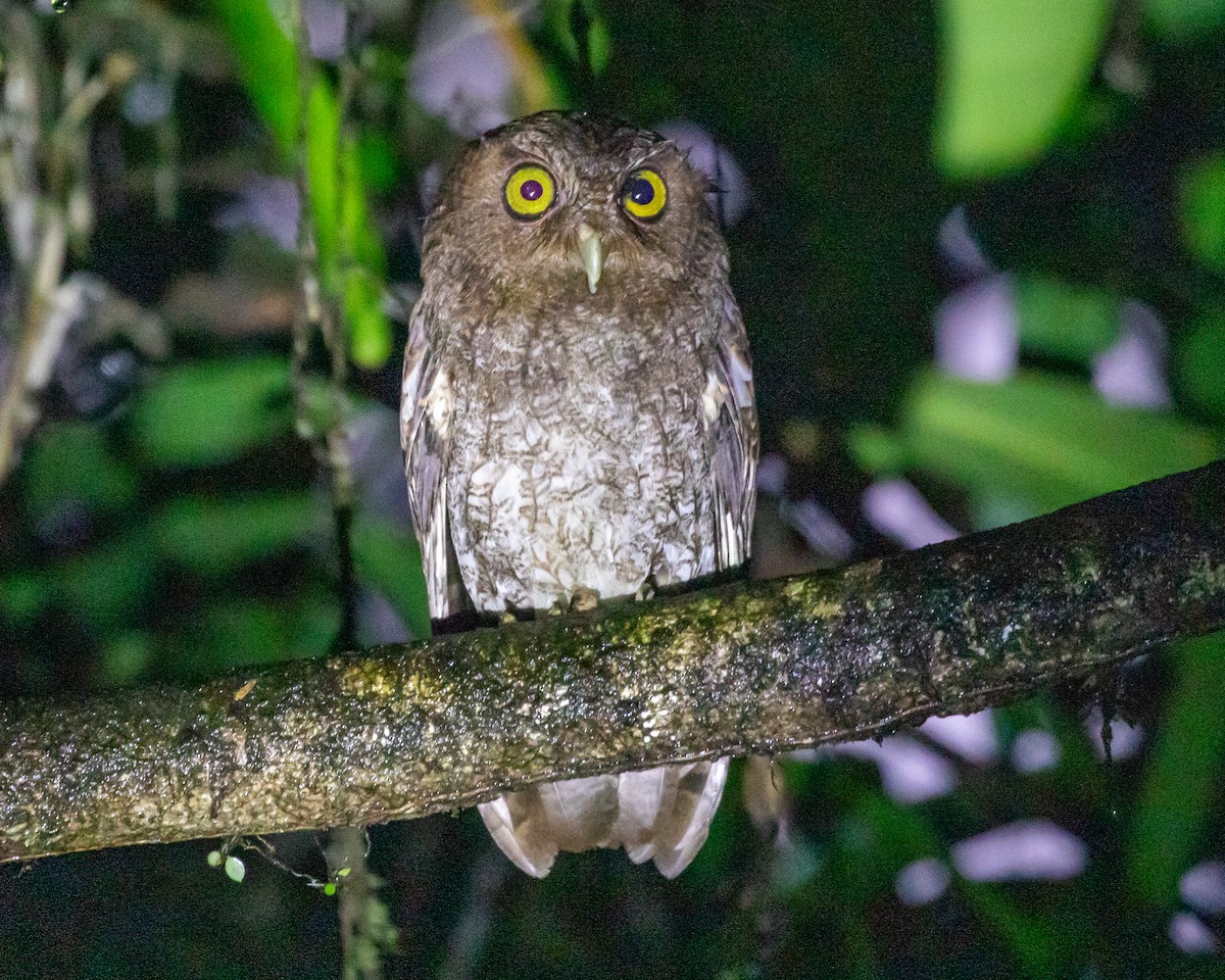 Choco Screech-Owl - Matthew Douglas Gable