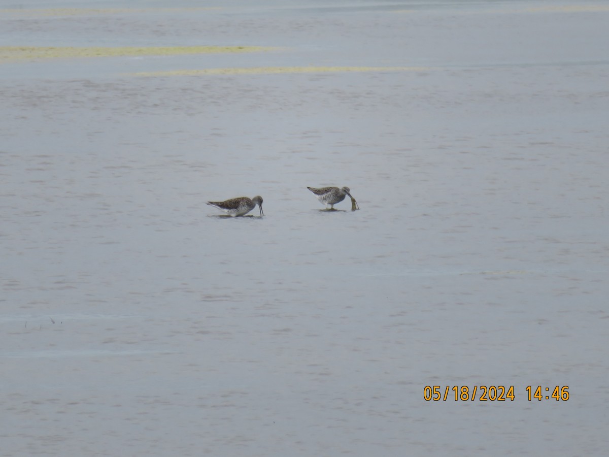 Greater Yellowlegs - Carina Sa