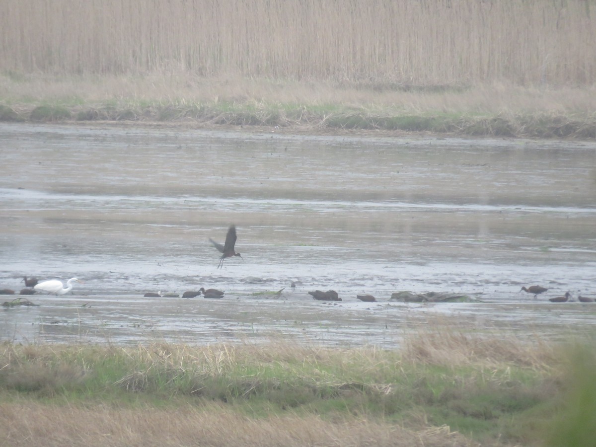 Glossy Ibis - Holly Bauer