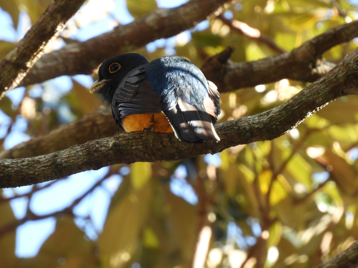 Surucua Trogon - ML619248522