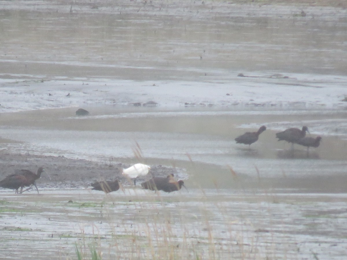 Glossy Ibis - ML619248523