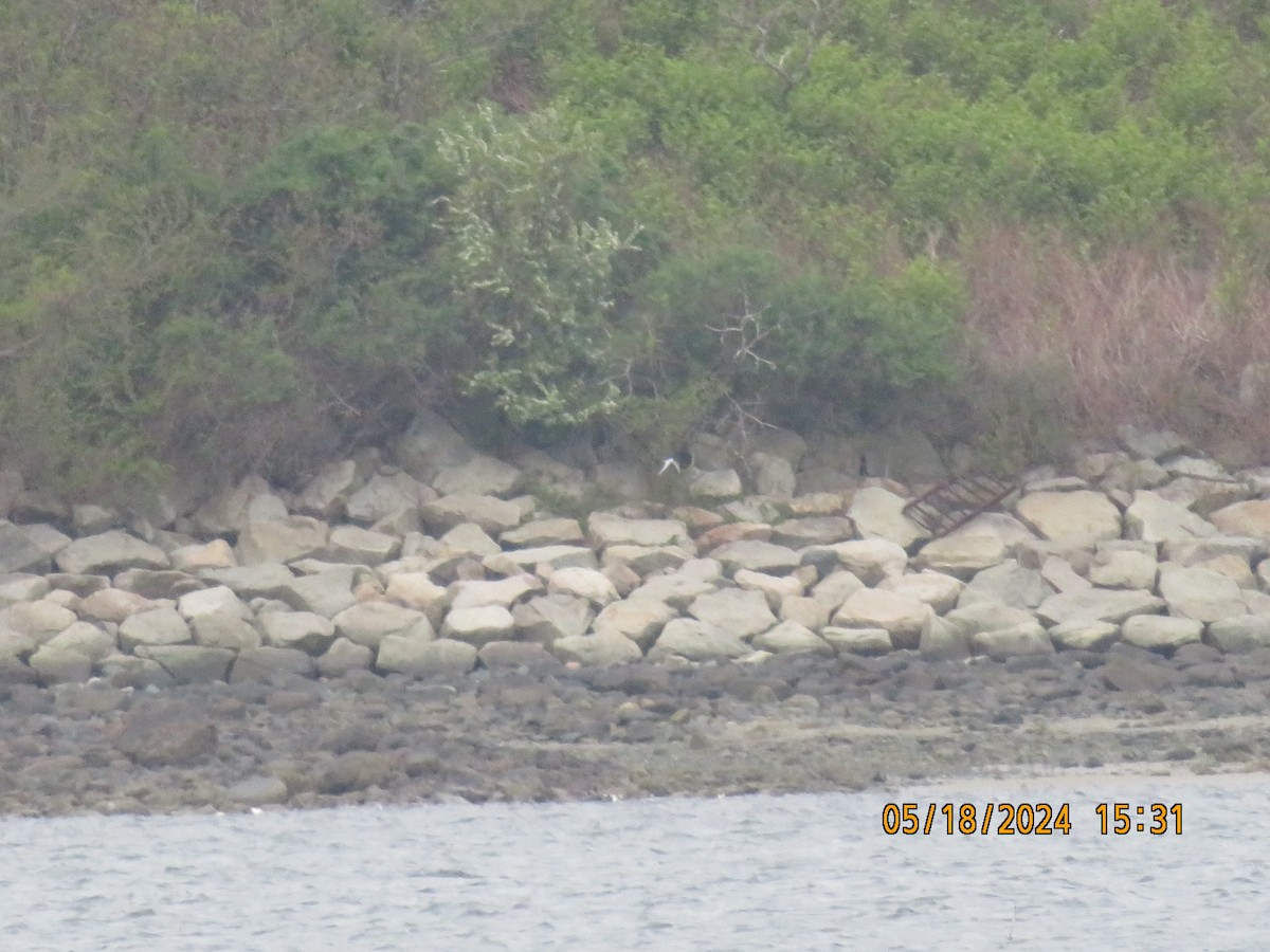 Roseate Tern - Carina Sa