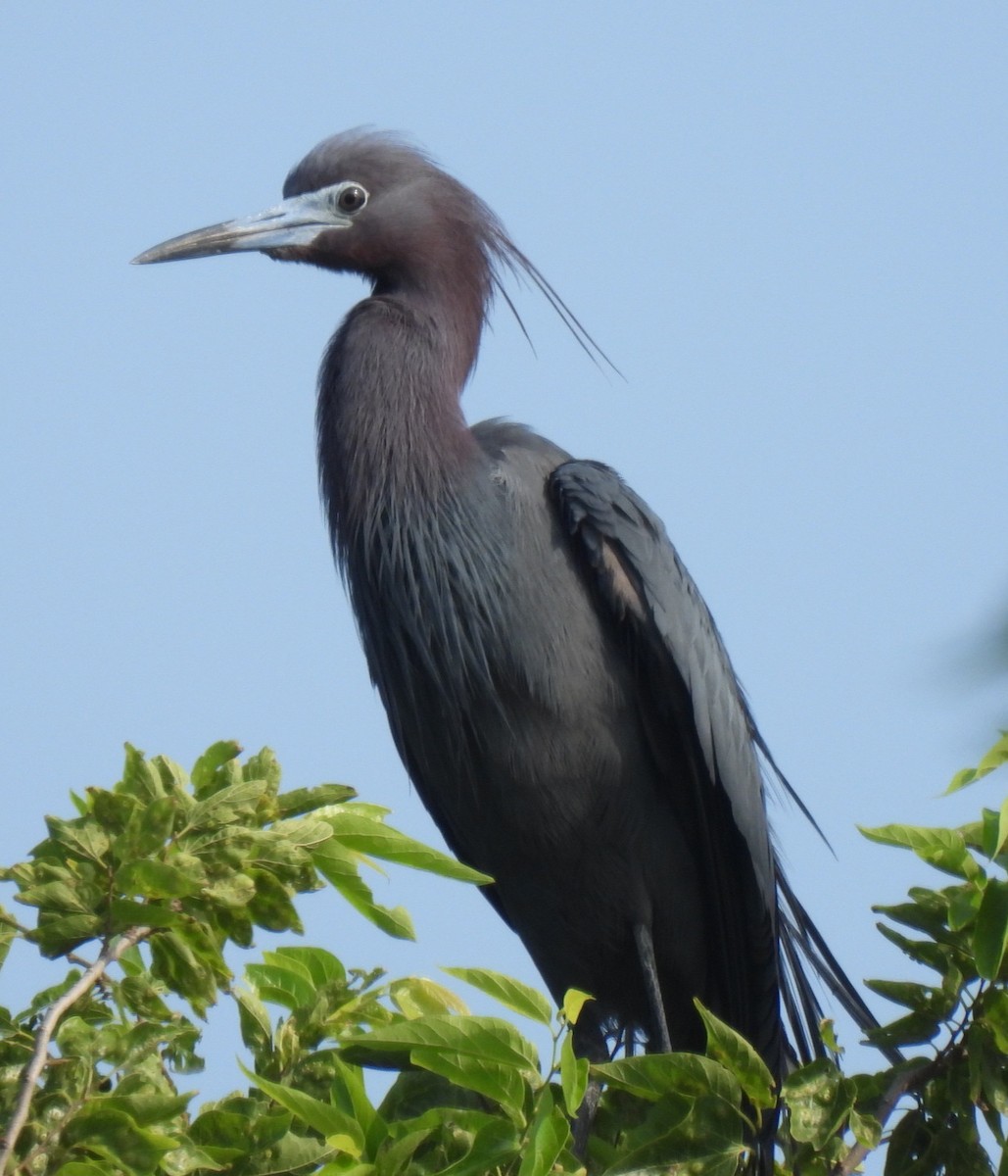 Little Blue Heron - Sheri Miles