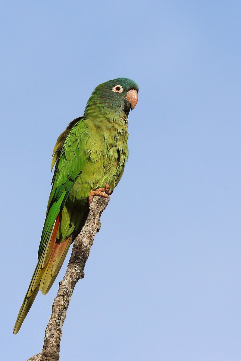 Blue-crowned Parakeet - ML619248533