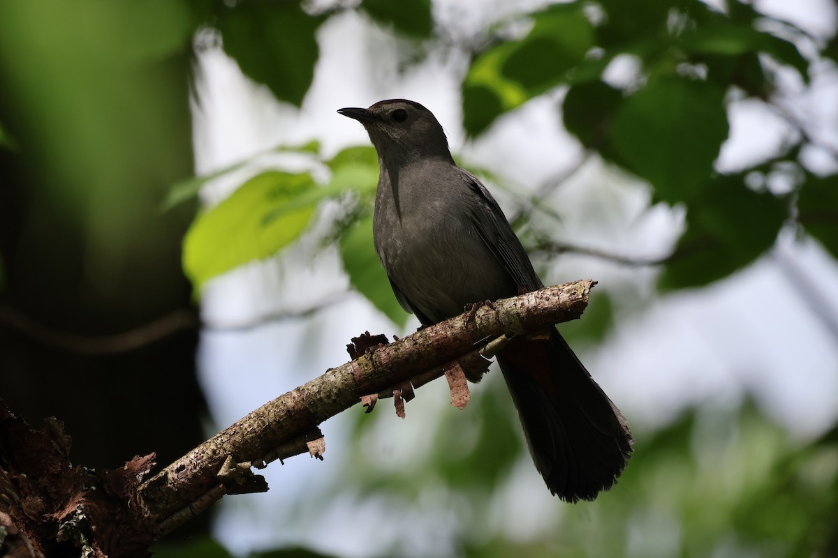 Gray Catbird - Yianni Laskaris