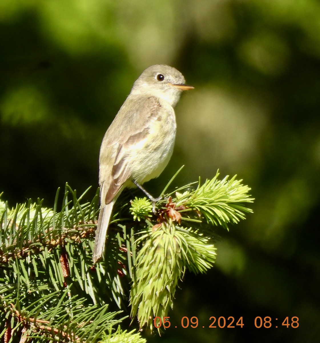 Gray Flycatcher - ML619248558