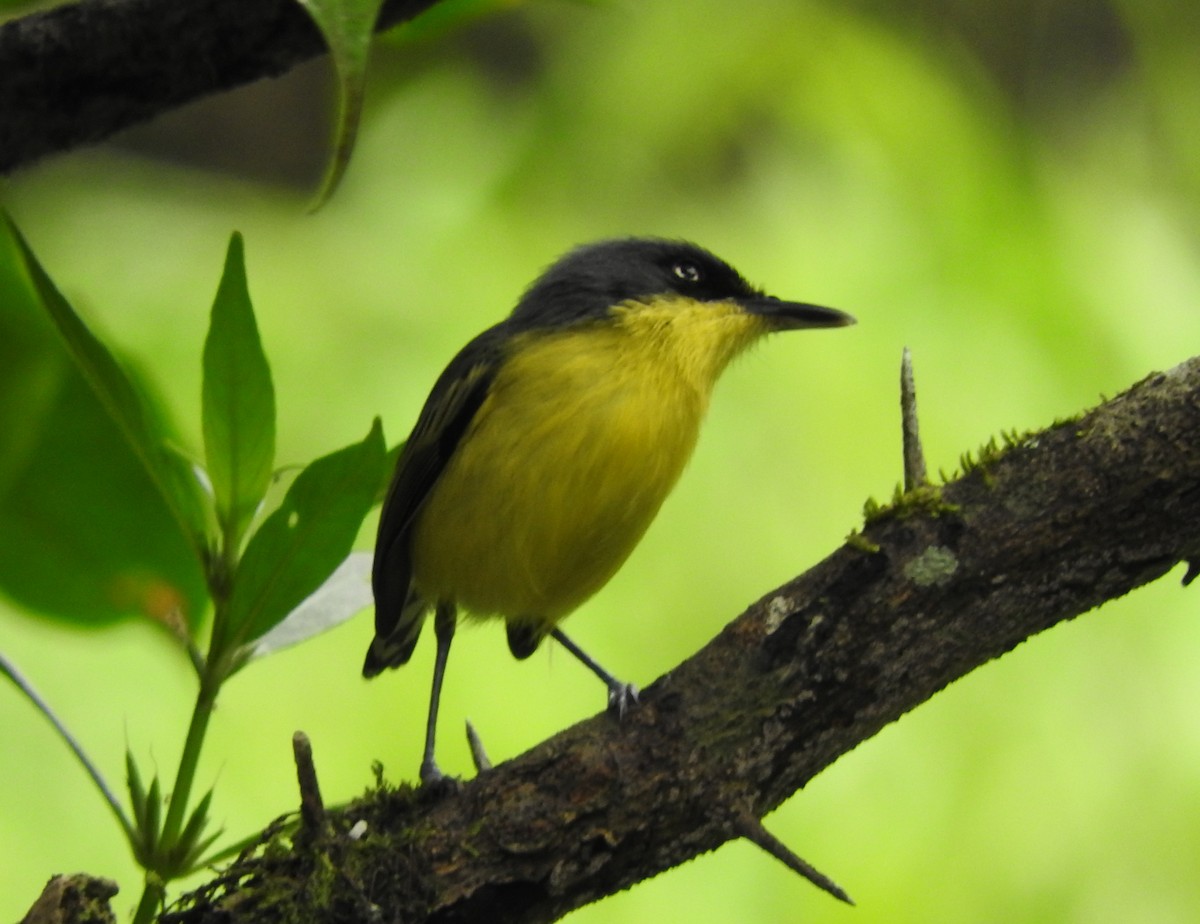 Common Tody-Flycatcher - Julio P