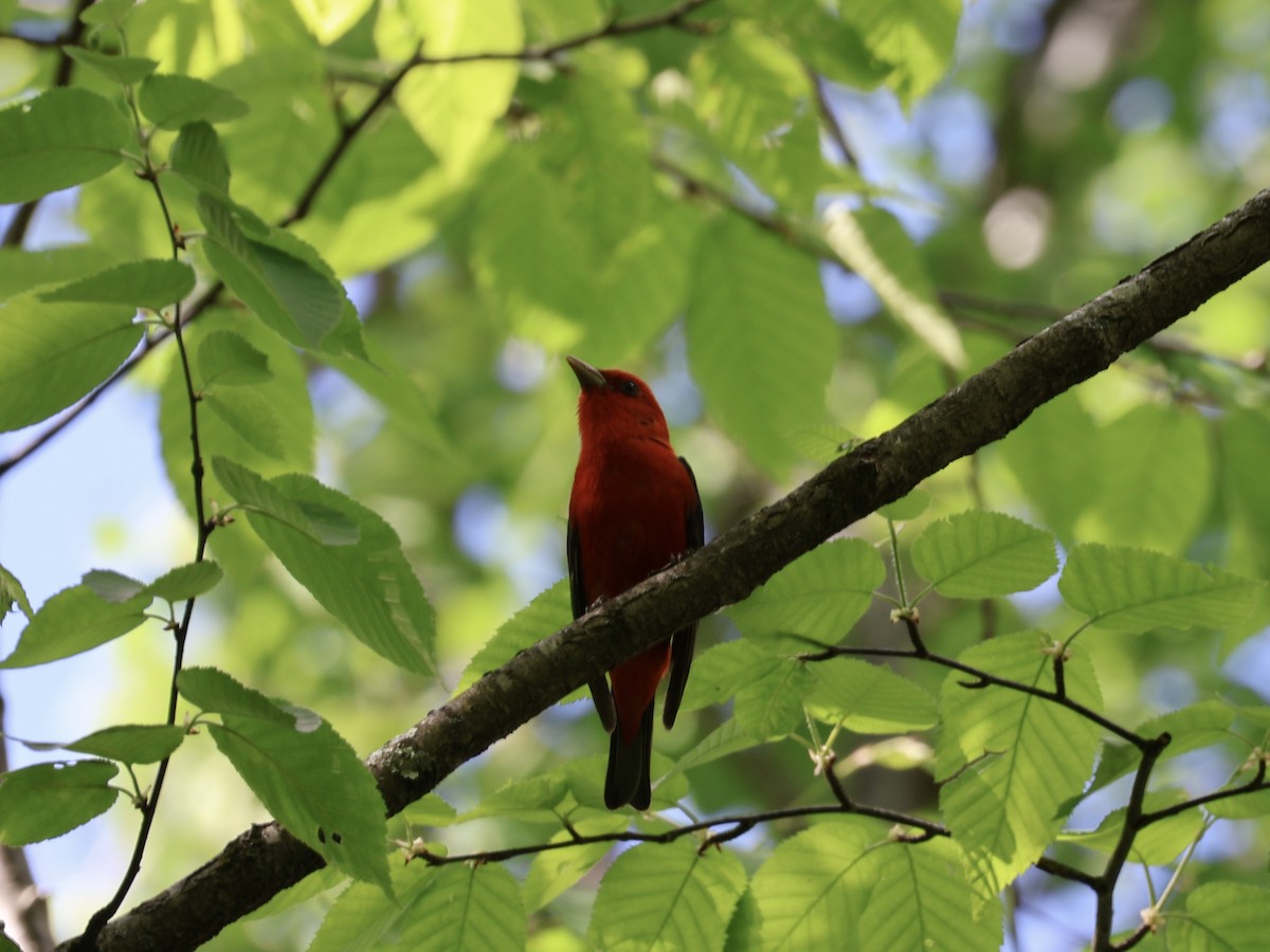 Scarlet Tanager - Yianni Laskaris