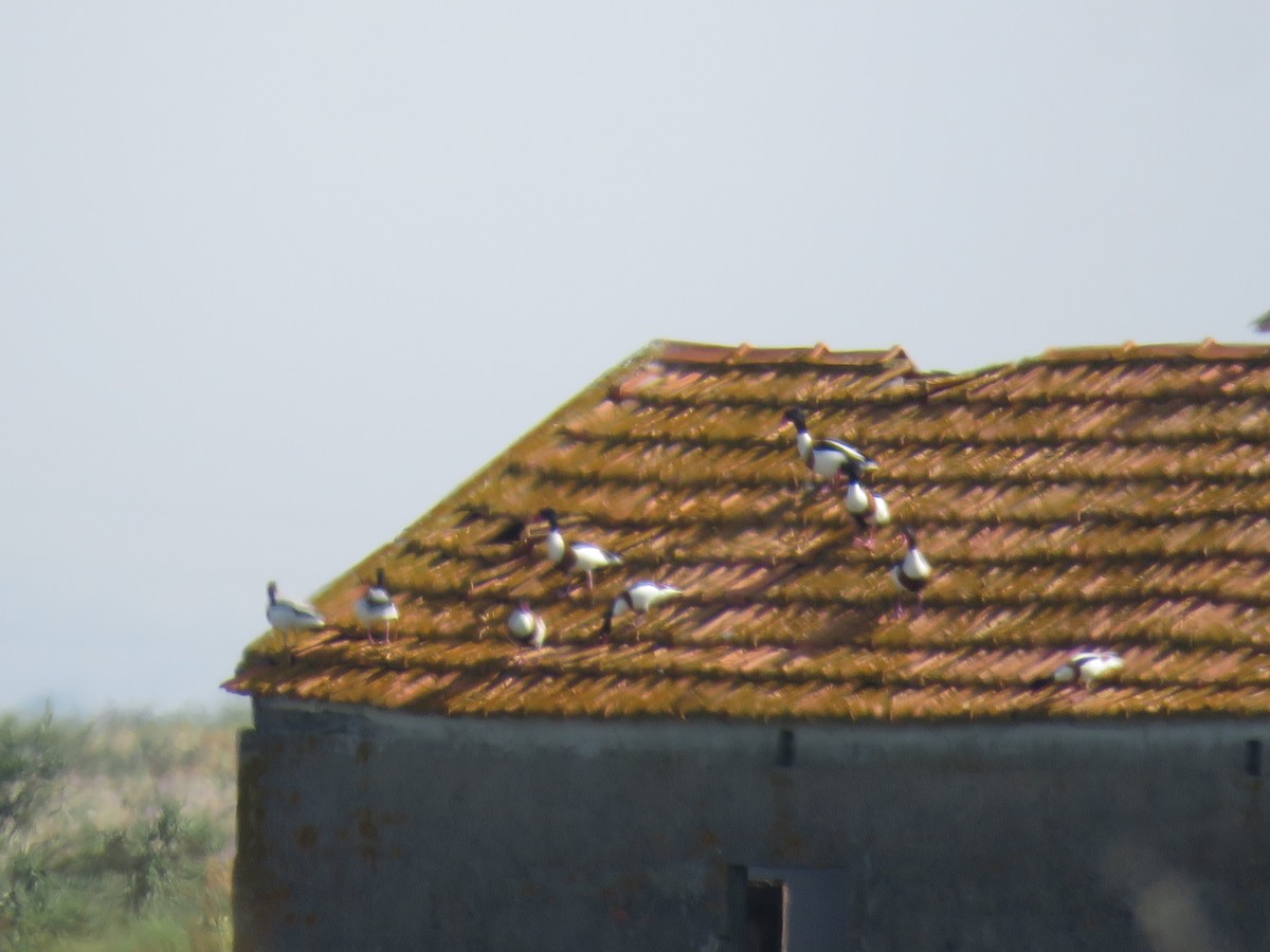 Common Shelduck - Filipe Pereira