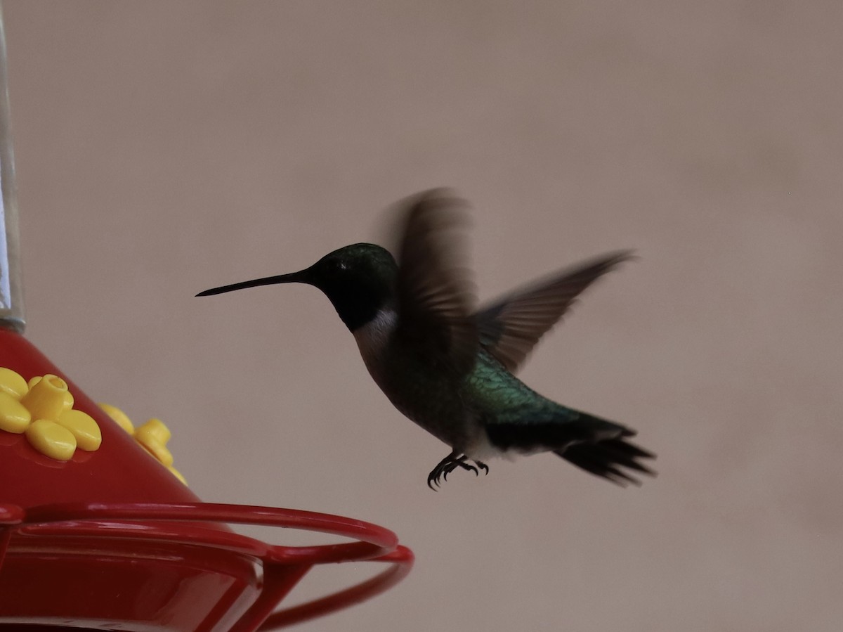 Black-chinned Hummingbird - Mohini Rawool-Sullivan