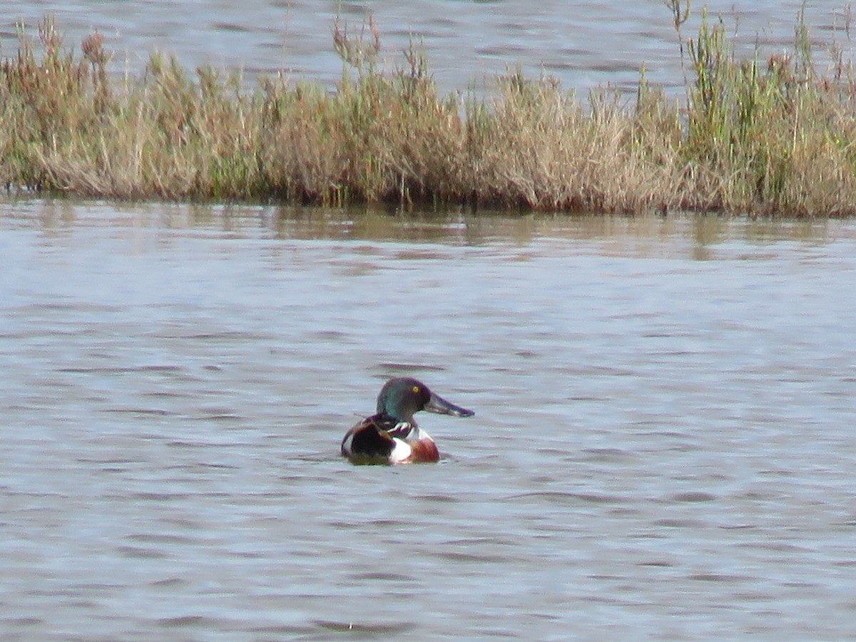 Northern Shoveler - ML619248611