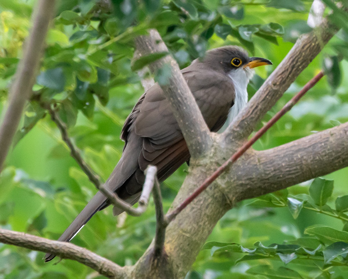 Yellow-billed Cuckoo - Matthew Douglas Gable