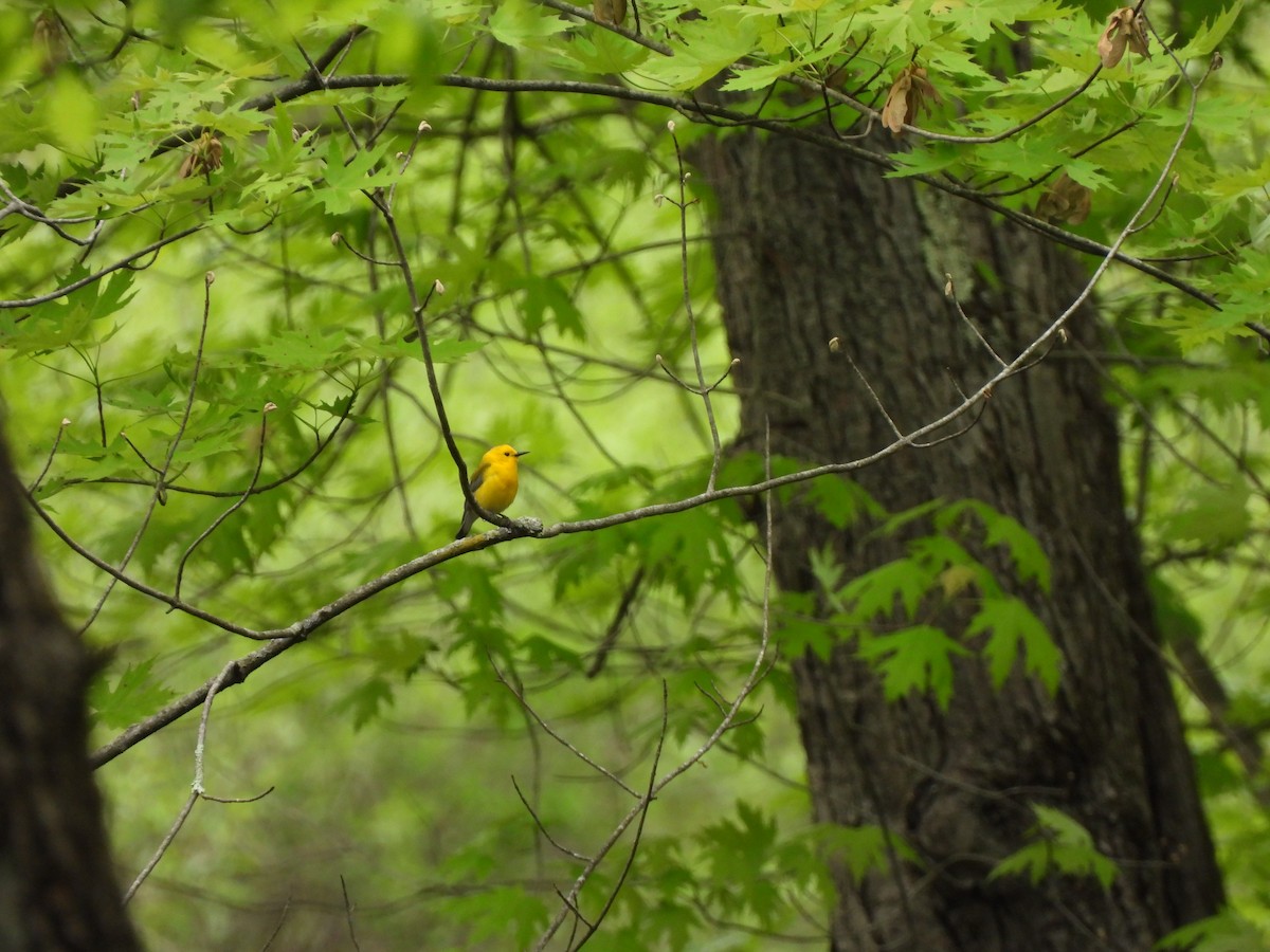 Prothonotary Warbler - Cory Elowe