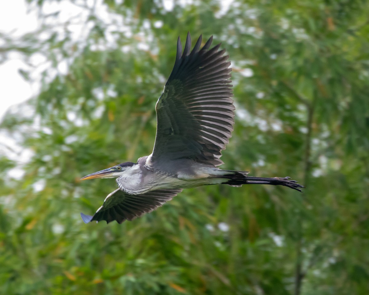 Cocoi Heron - Matthew Douglas Gable