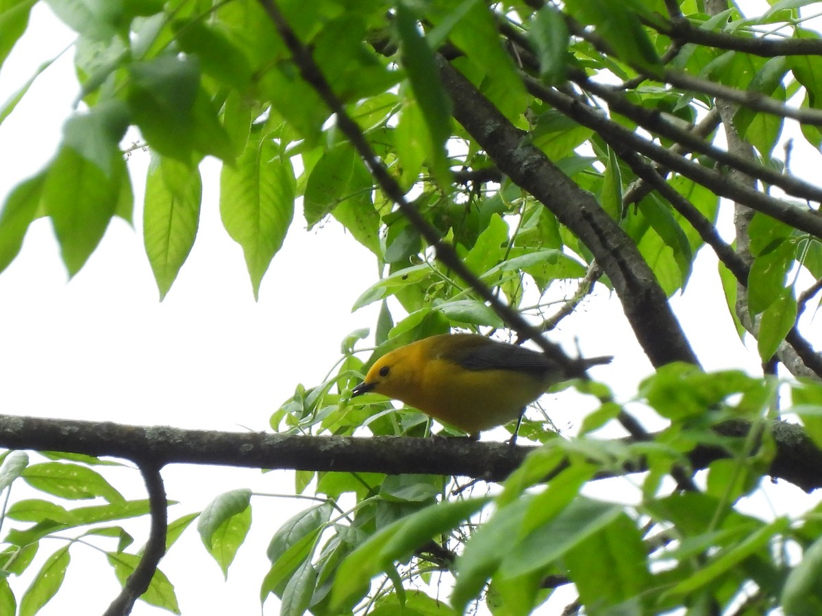 Prothonotary Warbler - Cory Elowe