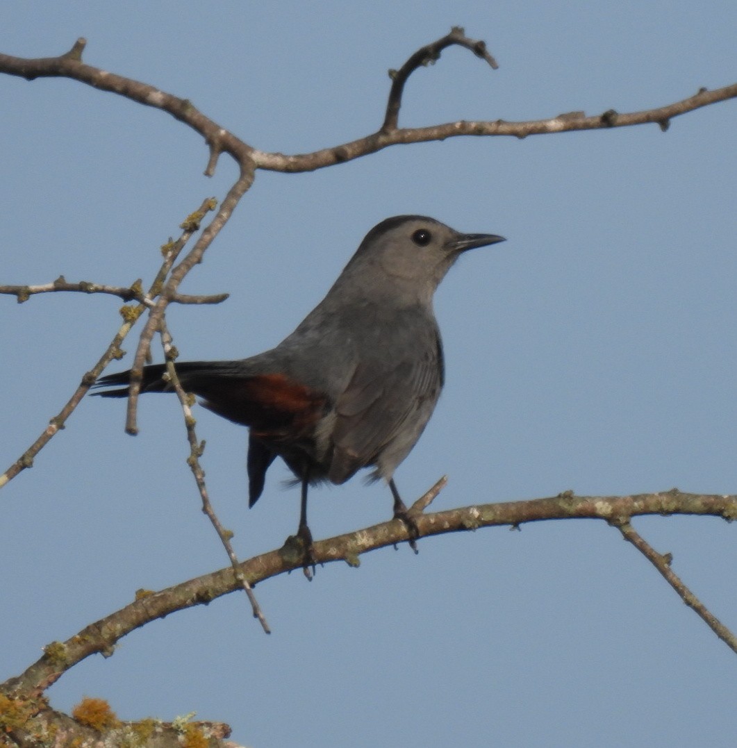 Gray Catbird - ML619248651