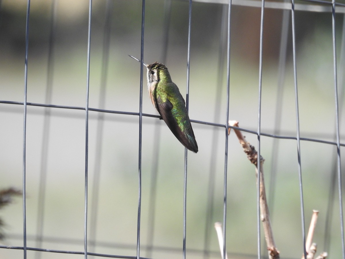 Broad-tailed Hummingbird - Mohini Rawool-Sullivan