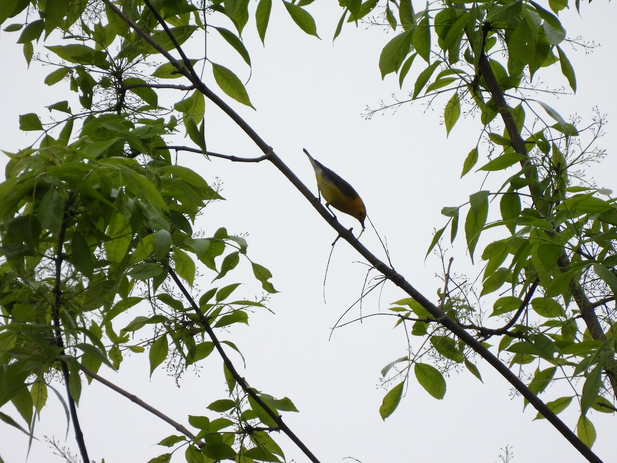 Prothonotary Warbler - Cory Elowe