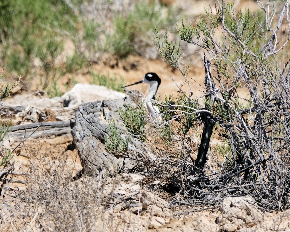 Black-necked Stilt - Marie Ostrander