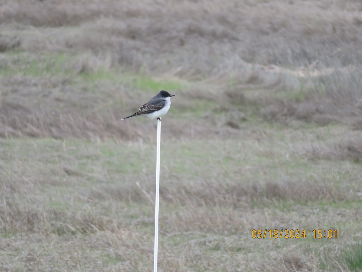 Eastern Kingbird - Carina Sa