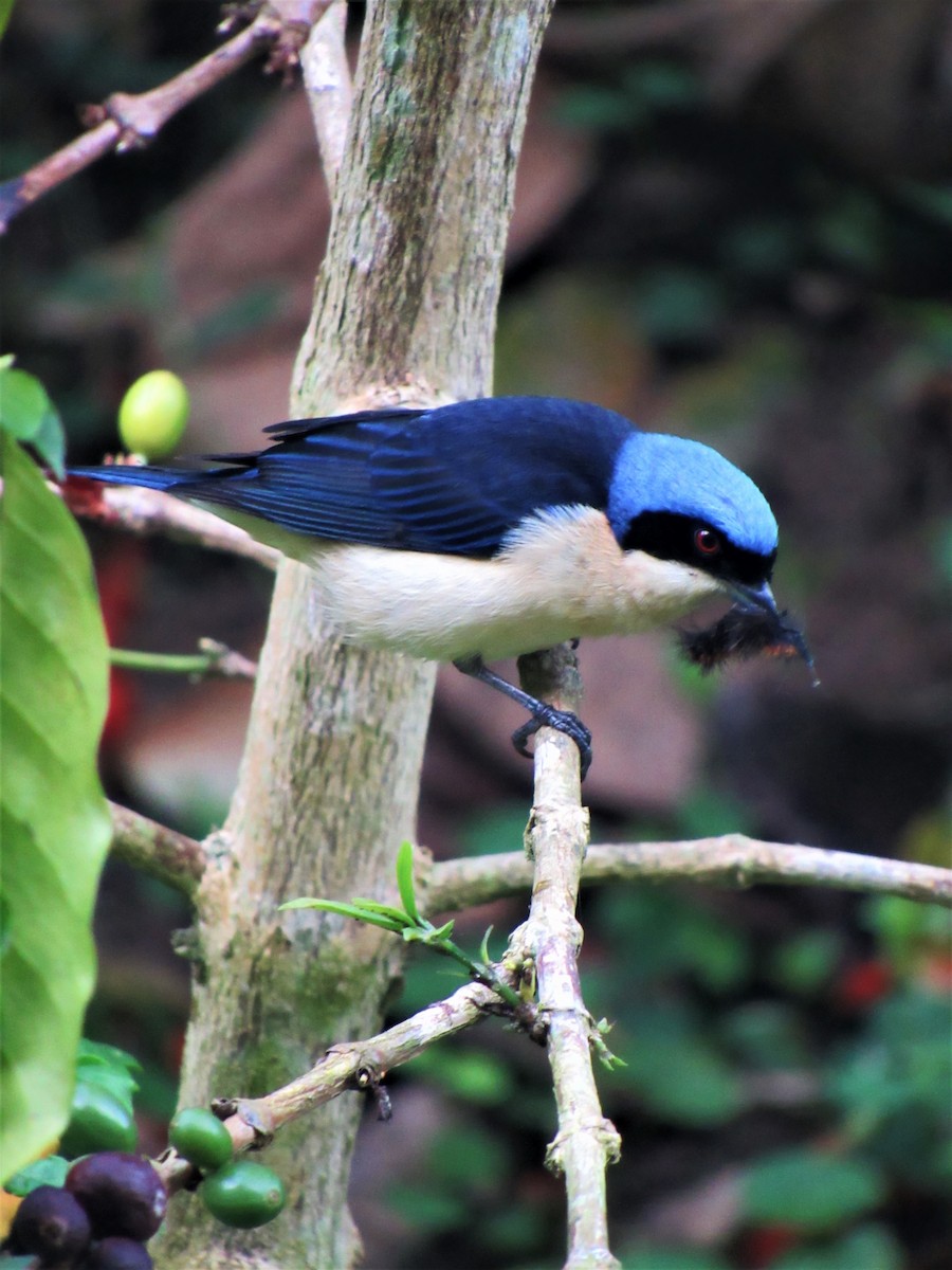 Fawn-breasted Tanager - Luis Moreno