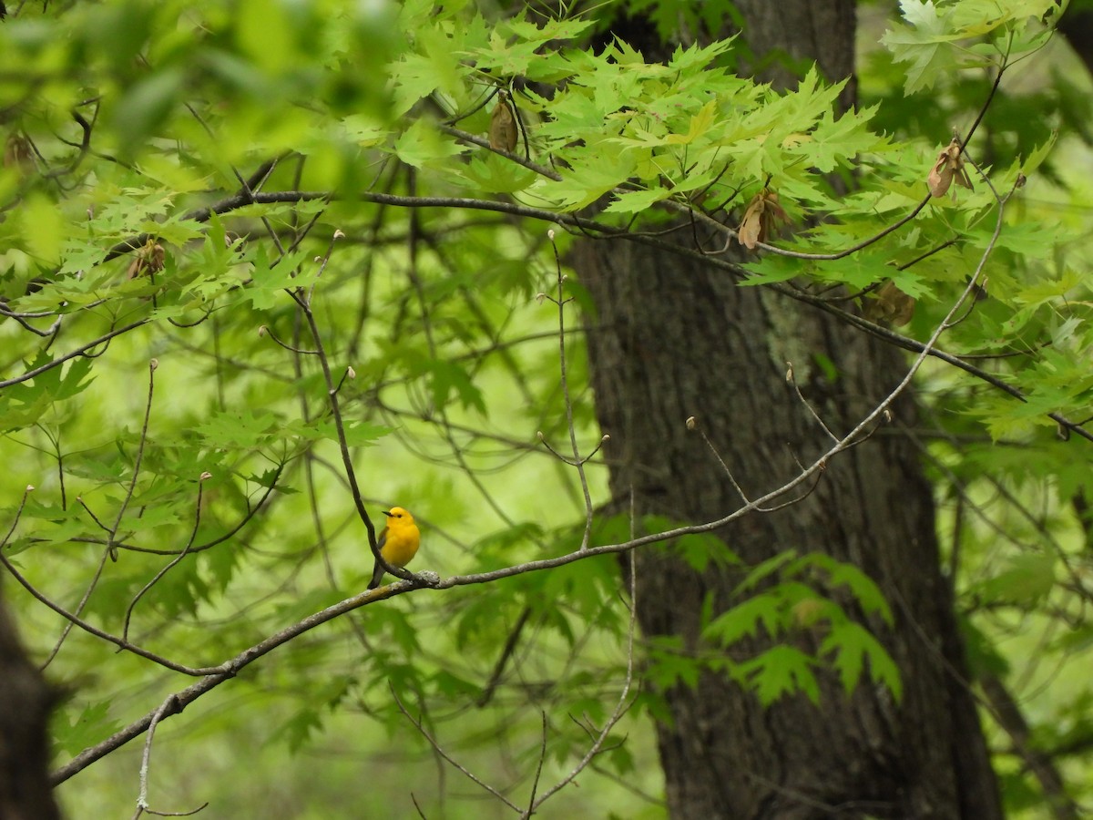 Prothonotary Warbler - Cory Elowe