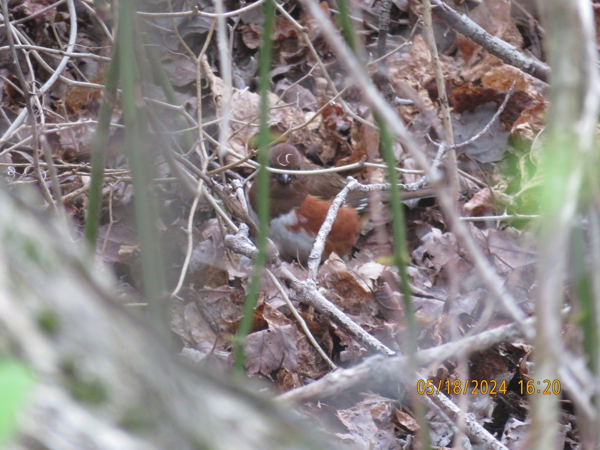 Eastern Towhee - Carina Sa